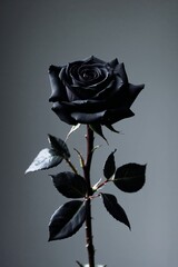 A studio-style photograph of a black rose.
