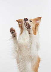 Bordercollie reaches front paw upward as if signaling. White backdrop brings focus to body and expression.