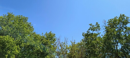Bright sunny day with vibrant green trees under clear blue sky in a peaceful outdoor setting