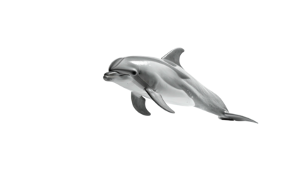 Gray dolphin mid-leap, isolated against a stark black background