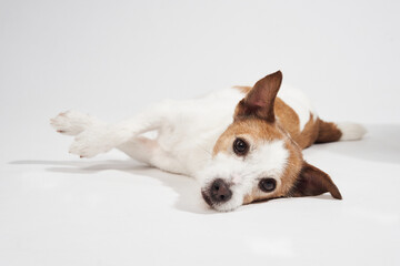 Jack russell terrier lies on white backdrop. Legs stretch forward and one eye is closed.
