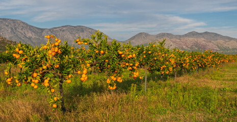 Obraz premium Trees with ripe mandarins in an orchard in the Neretva Delta in Croatia