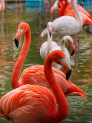神戸市立王子動物園のフラミンゴ