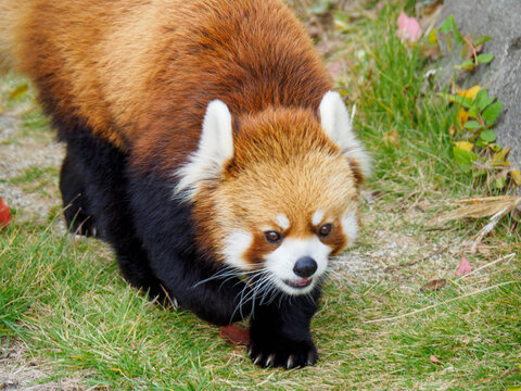 神戸王子動物園のレッサーパンダ