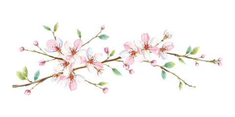 apricot flower, spring arrival, isolated on white background, perfect for greeting cards and prints.