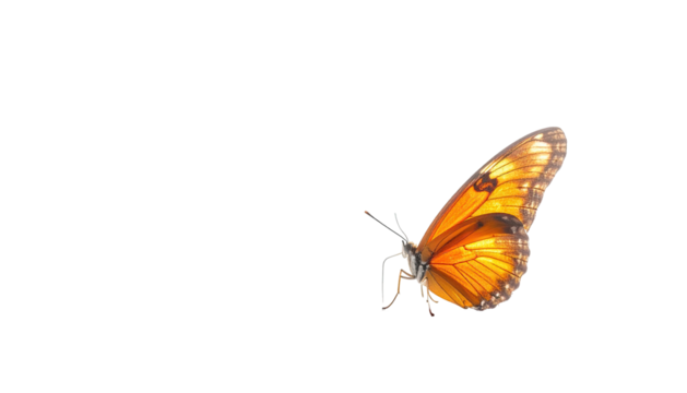 Orange butterfly with brown edges on a black backdrop