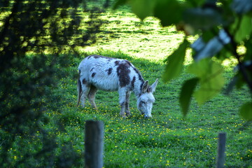 Furry donkey grazing fresh grass. Location: Algies Bay New Zealand