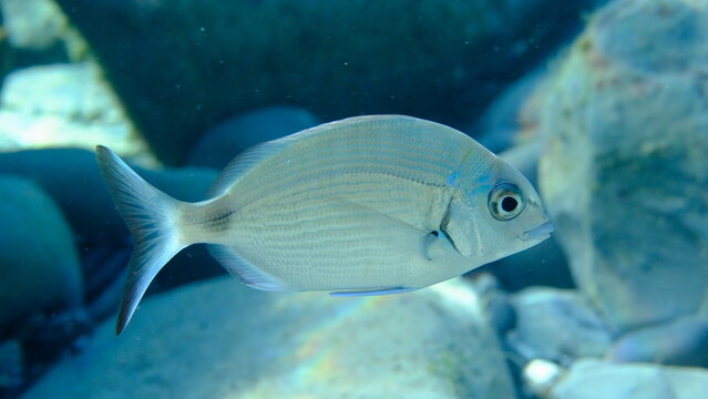 White seabream or sargo (Diplodus sargus) undersea, Ligurian Sea, Italy, Imperia