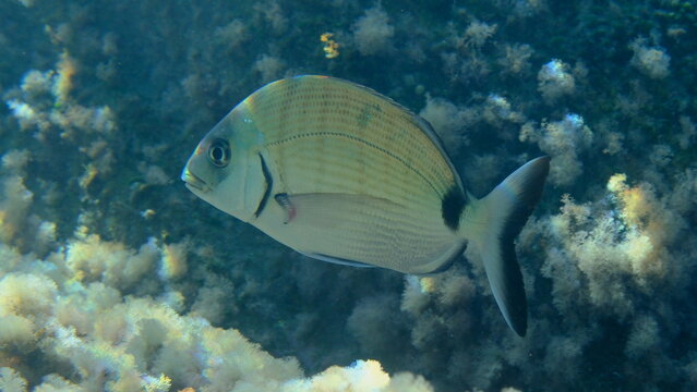 White seabream or sargo (Diplodus sargus) undersea, Ligurian Sea, Italy, Imperia