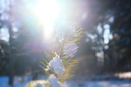 Pine tree in sunlight. Amazing Winter, calmness frozen winter scene. Christmas tree covered snow, ice crystals, hoarfrost in winter morning. New Year background. Beauty in north nature, frozen wood.