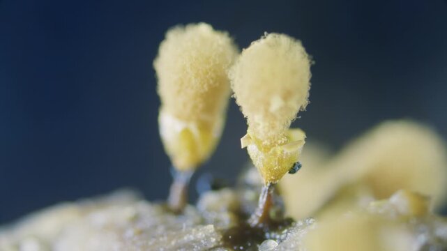 Slime mold Hemitrichia stipitata sporangia sporulation stage under microscope