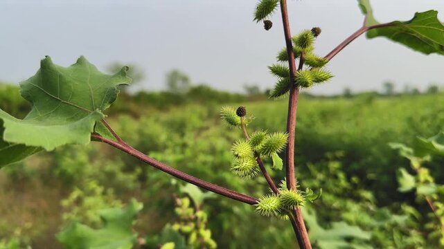 Close-up shot of Common Cocklebur (Xanthium strumarium) plant with spiny green burrs and red stems in natural light, showcasing its unique texture and growth in a wild rural field.