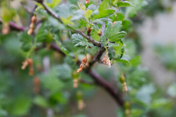 Brown rotten and frostbitten gooseberry berries on a bush branch in spring, close-up