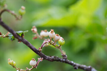 Currant berries frozen by frost on the bush in spring. Spring frost, close-up