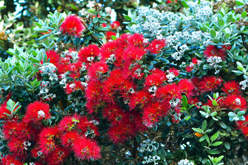 Bright red flowers of pohutukawa tree mean Christmas and summer are nearby. Location: New Zealand