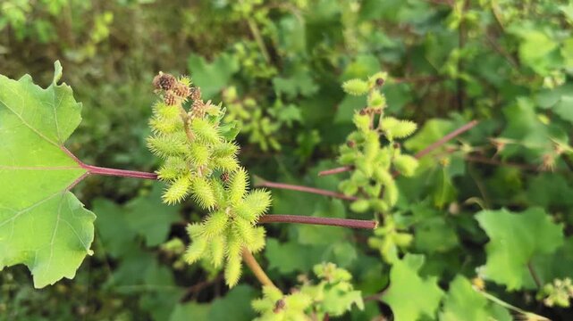 Close-up shot of Common Cocklebur (Xanthium strumarium) plant showing its spiny green burrs and broad leaves in natural light, found thriving as an annual weed in rural and agricultural landscapes.