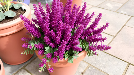 Vibrant Purple Heather Plant in Terracotta Pot A Stunning Floral Display