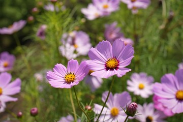 Delicate pink cosmos flowers blooming in a garden
