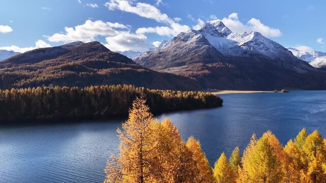 Brilliant golden autumn larch trees framing the blue waters of Lake Sils in Switzerland&rsquo;s Engadin Valley. Majestic mountains and nature scene for travel, holiday, and environmental projects.