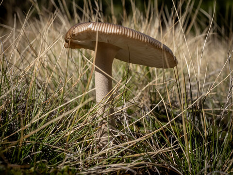 Wild mushroom in the deep forest. 