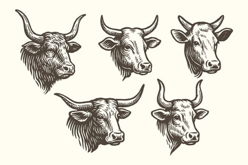 Cow and bull heads vintage engraving vector illustration