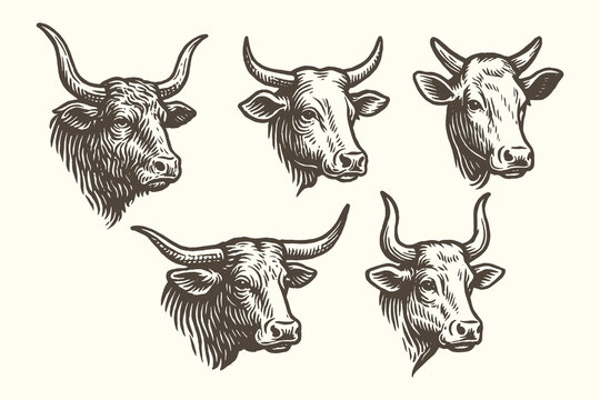 Cow and bull heads vintage engraving vector illustration