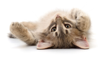 Cute kitten lying on back isolated on white