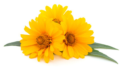 Yellow flowers isolated on white