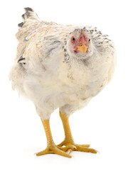 White chicken isolated on white