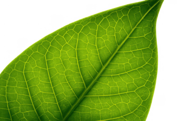 Green leaf showing vibrant natural texture and intricate vein patterns on transparent background