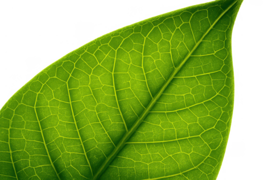 Green leaf showing vibrant natural texture and intricate vein patterns on transparent background - Powered by Adobe