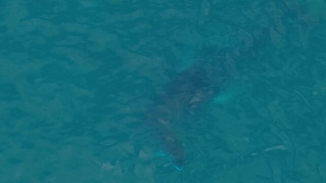 Baby humpback whale smiling as she surfaces for her next breath in close up mammal nature video with her mother under the surface right behind her. Ecuador Pacific Ocean.