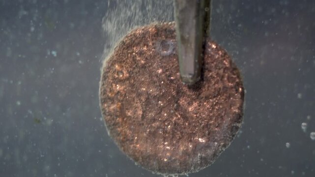 During electrolytic cleaning, bubbles rise from an ancient coin to the top of the tank.