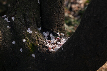 Fallen Cherry Blossom Petals on a Tree Trunk © jianjian
