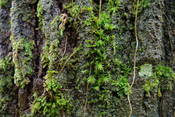 detailed close-up of fresh green moss growing on the textured bark of a pine tree after rain. The moisture enhances the vibrant colors and natural patterns, creating a rich and organic forest scene.