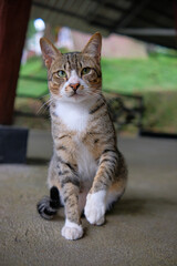 A close-up portrait of a tabby cat sitting calmly and looking directly at the camera