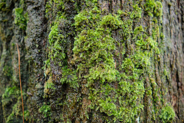 detailed close-up of fresh green moss growing on the textured bark of a pine tree after rain. The moisture enhances the vibrant colors and natural patterns, creating a rich and organic forest scene.