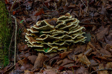 森に生えるキノコのクローズアップ写真