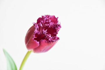赤紫のチューリップ