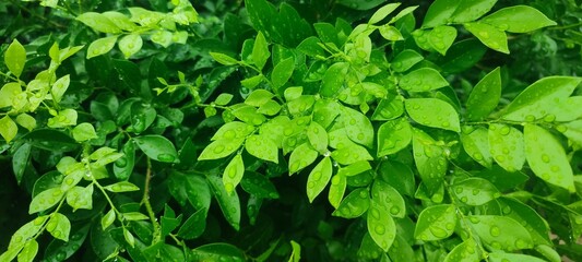 Vibrant tropical leaves covered in fresh raindrops create a bright, lush natural texture. The glossy surfaces and vivid green tones evoke a cool and refreshing post-rain atmosphere.