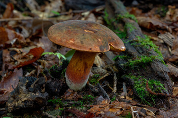Wild Forest Mushrooms on Moss – Macro Close-Up