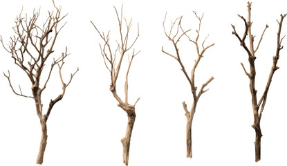 Dried tree branches or dry wood isolated on a transparent background with a clipping path. vector illustration