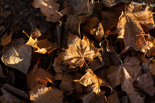 Parterre de feuilles mortes brunes ensoleill&eacute;es, d&eacute;grad&eacute; de couleur brun automnal, gros plan vue du dessus