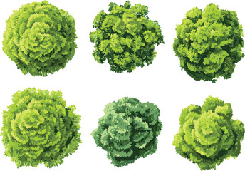 Top view flat vector set of garden plants and flowers isolated on transparent background