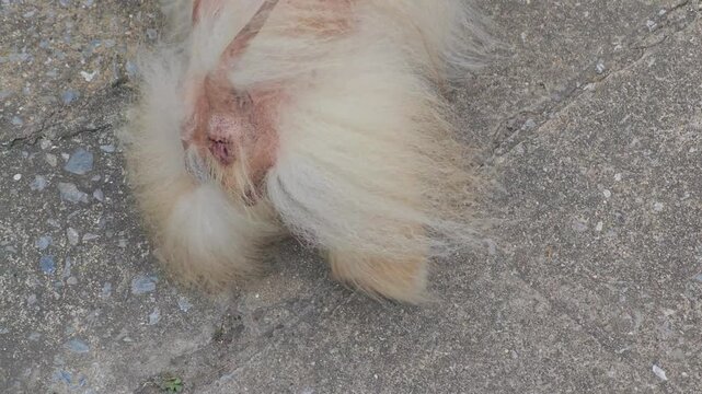Pomeranian dog with skin problem.