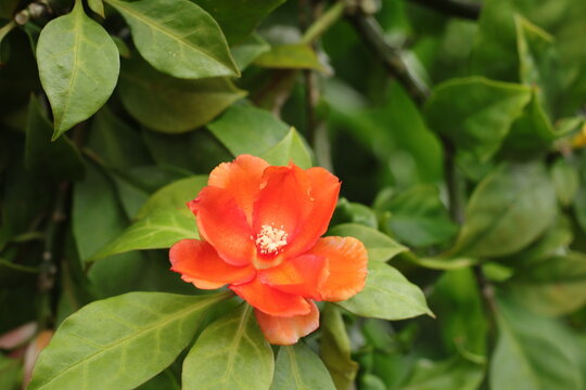Leuenbergeria Bleo Flower