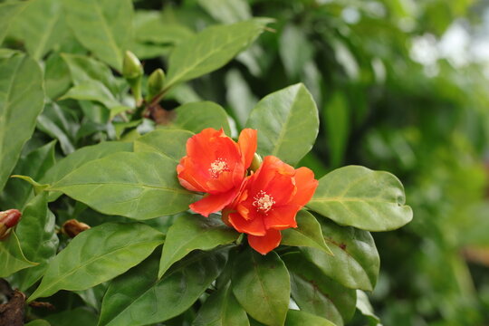 The stunning and rich colors of the Bright Orange Rose Cactus (Leuenbergeria bleo) flowers with their white and yellow centers, the soft lighting draws attention to the lush green leaves.