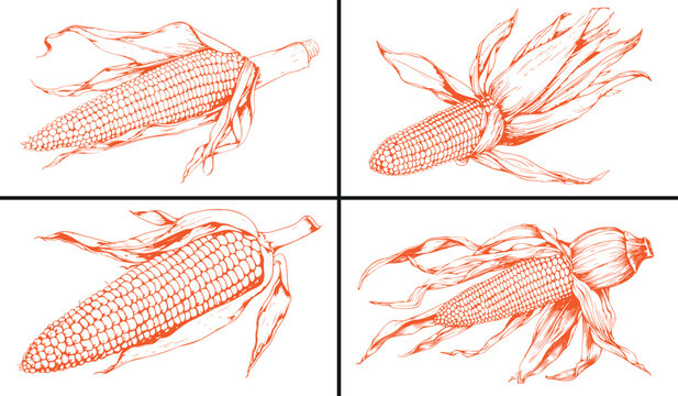 Corn illustration vector, farm product drawing, agriculture field artwork, organic harvest design, natural food clipart, hand drawn corn art, healthy organic vector, vintage farming sketch, maize grai