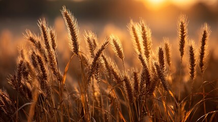 Fototapeta premium Golden hour sunlight shines through wheat field creating a warm, inviting, and peaceful summer scene perfect for idyllic landscapes