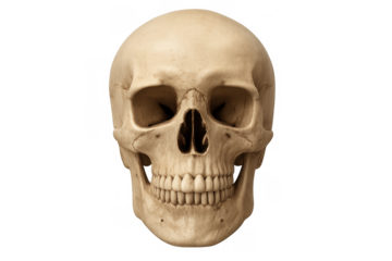 Human skull representing anatomy, death, science, and the human body, isolated with transparent background